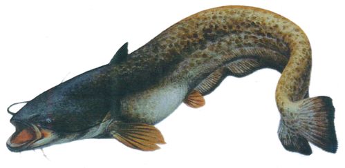 La pêche à yanao les tours