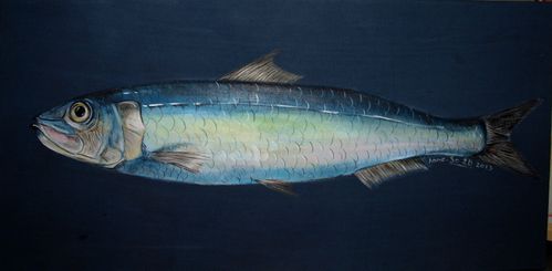 Sardine géante