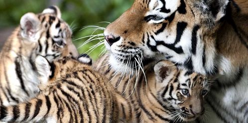 tigres-sont-proches-de-l-extinction.jpg