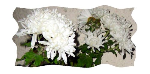 weiße Chrysanthemen