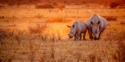 animal-rhinoceros-duo.jpg