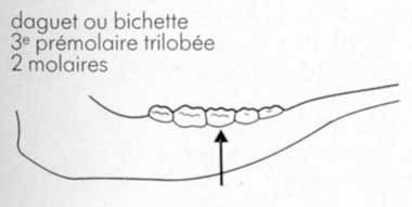 Machoire daguet