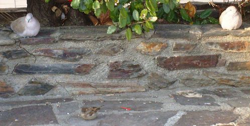 oiseaux-2.JPG