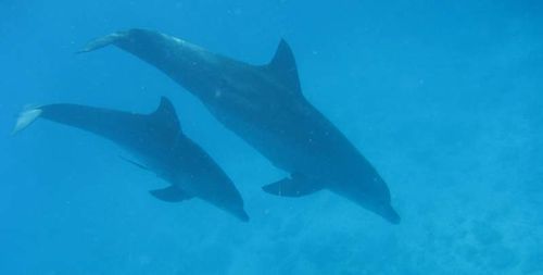 Delfine unter Wasser 3