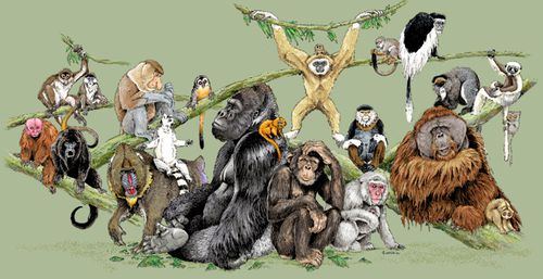 primates-1307771338.jpg