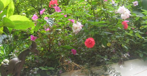 Compos-Roses-Douceur-1 5094