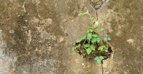 plant_beton_wall_grow.jpg