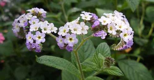 heliotrope5.jpg