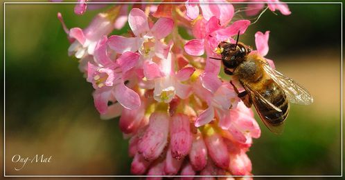abeille-groseillier.fleur