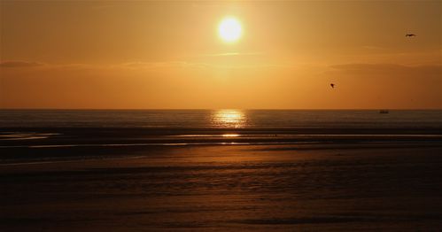 Oiseaux-du-soir-espoir-Berck.JPG