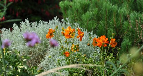 Cosmos sulphureus (Copier)