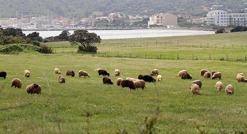 Moutons-corses---Macinaggio-2B---2013.05.03-ER-B4.JPG