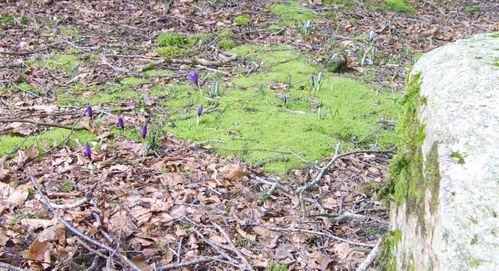 crocus