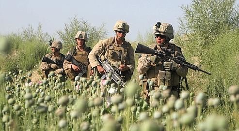 http://img.over-blog.com/500x274/2/77/67/24/pavot_marines.jpg