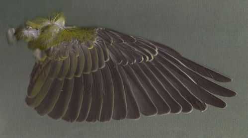 Loriot d'Europe femelle - aile