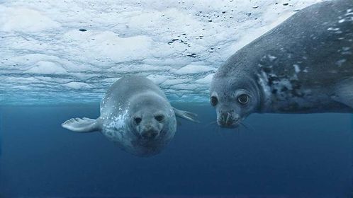 phoques film oceans