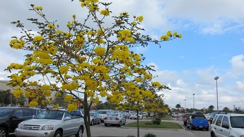 arbre a fleur jaune et rouge arbre a fleur jaune et rouge