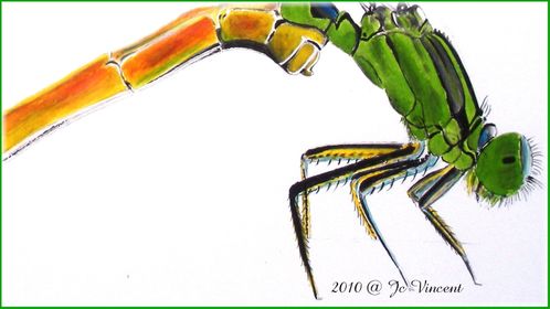 03---agrion.JPG