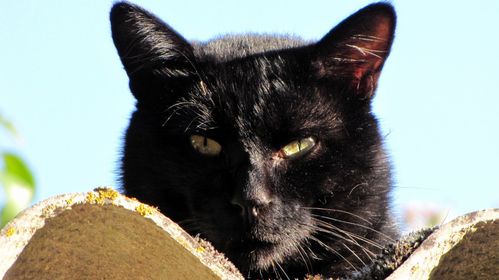 100921 201 (4) chat ou chatte