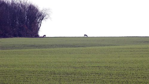 121130-100--6--chevreuil.JPG