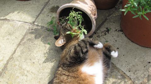 reduced-maisy2.jpg