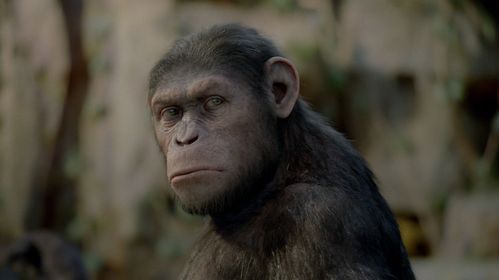 La-planete-des-singes-2.jpg