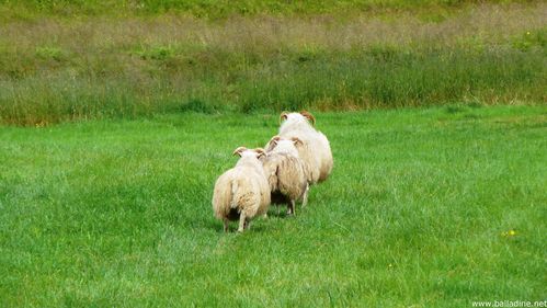Islande_moutons P1010790