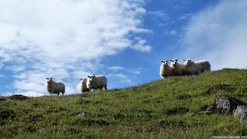 Islande_moutons _falaises de Látrabjarg P1020380