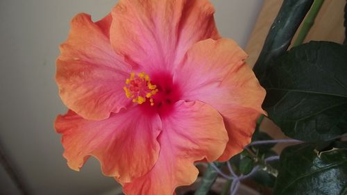 DSCF0095.JPG