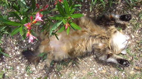 tina-cat-chat-aix.JPG