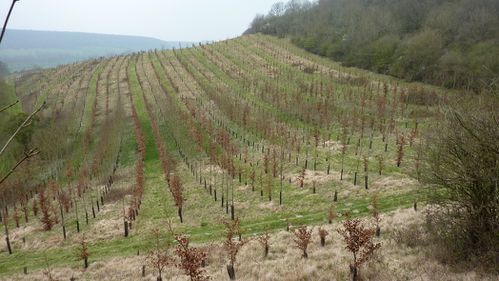 2012 04 Cuverville-sur-Yères 001 075