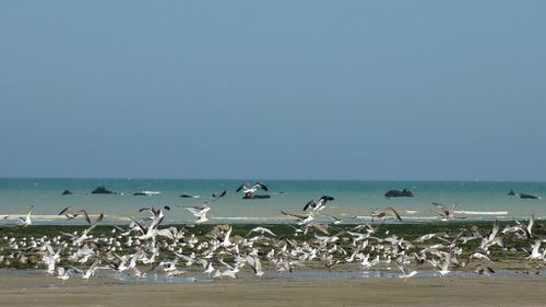 PourvilleQuiberville20110901 0027