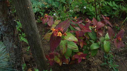 Hypericum androsaenum Albury purple