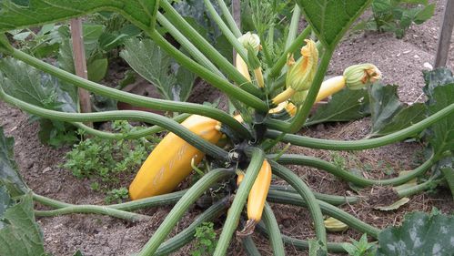 courgettes jaune