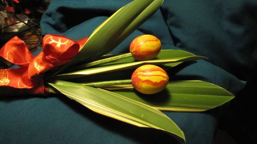 oeuf tulipe4