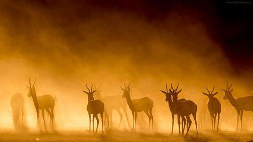 springbok-silhouette-mist-kgalagadi-park-south-africa-sunse.jpg