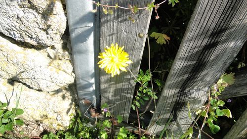 fleur dans porte