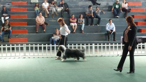 Exposition canine COSTA RICA © TACACORI ECOLODGE