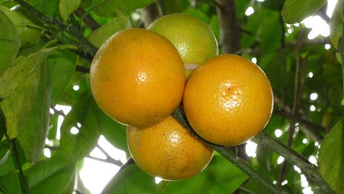 clementines2.jpg