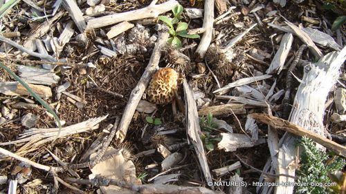 Ou trouver des morilles - natures paul keirn (16)