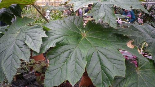 begonia-ricinifolia-1.JPG