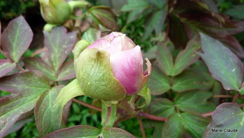 2-P1090803.JPG