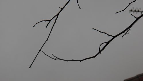branches-de-murier-en-janvierr-sur-fond-de-ciel-gris-.JPG