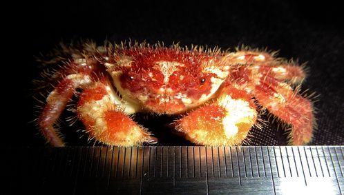 Crab Eupilumnus sp. ?