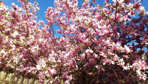 printemps-7.jpg
