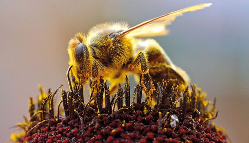 Apitherapie abeille propolis w692 h397 r4 q90