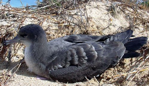 wedge_tailed_shearwater.jpg