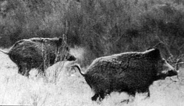 sanglier0008