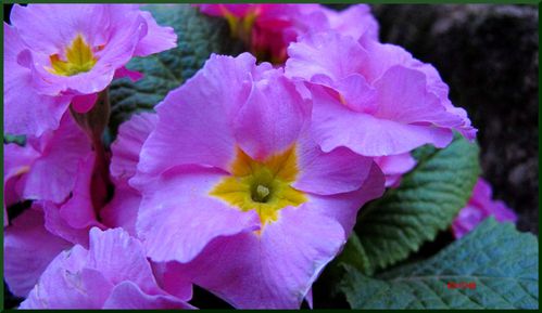 Photos De Primeveres Couleurs Differentes Rose Violet Bleu