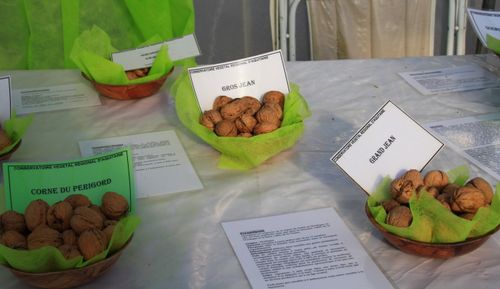 Juglans sp, Montesquieu (47) Conservatoire des fruitiers an